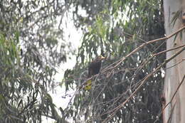 Image of Russet-backed Oropendola