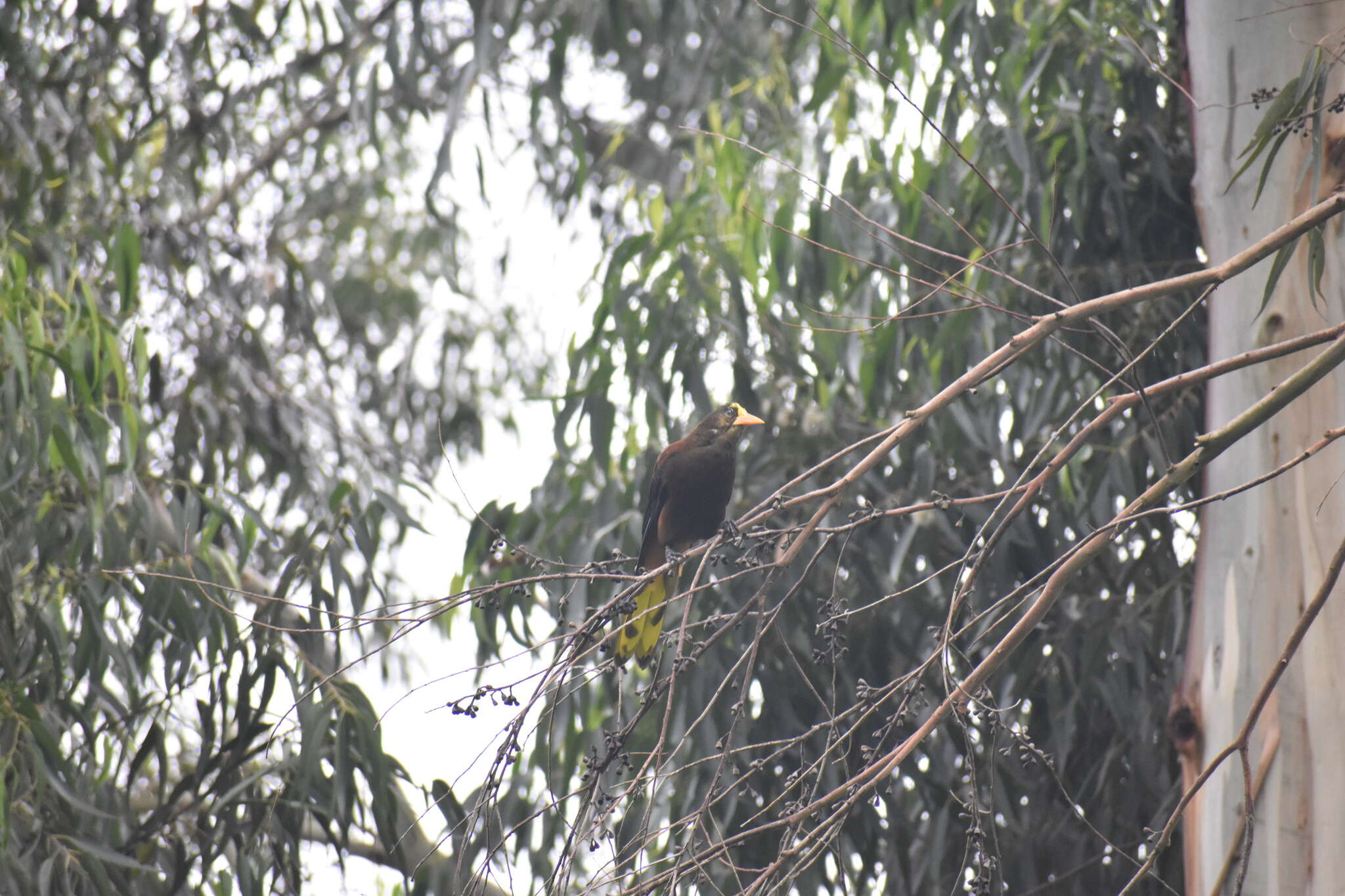 Image of Russet-backed Oropendola