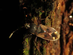 Image of Eremocoris ferus (Say & T. 1831)