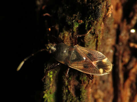 صورة Eremocoris ferus (Say & T. 1831)