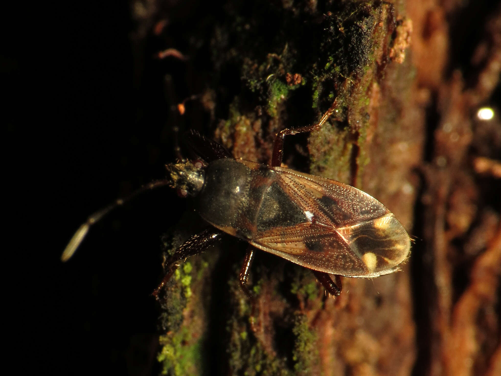 Image of Eremocoris ferus (Say & T. 1831)