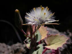 Image of Senecio flavus (Decne) Sch. Bip.