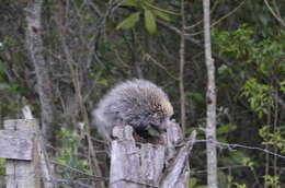 Image of Paraguaian Hairy Dwarf Porcupine