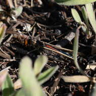 Image of Blue-legged Grasshopper