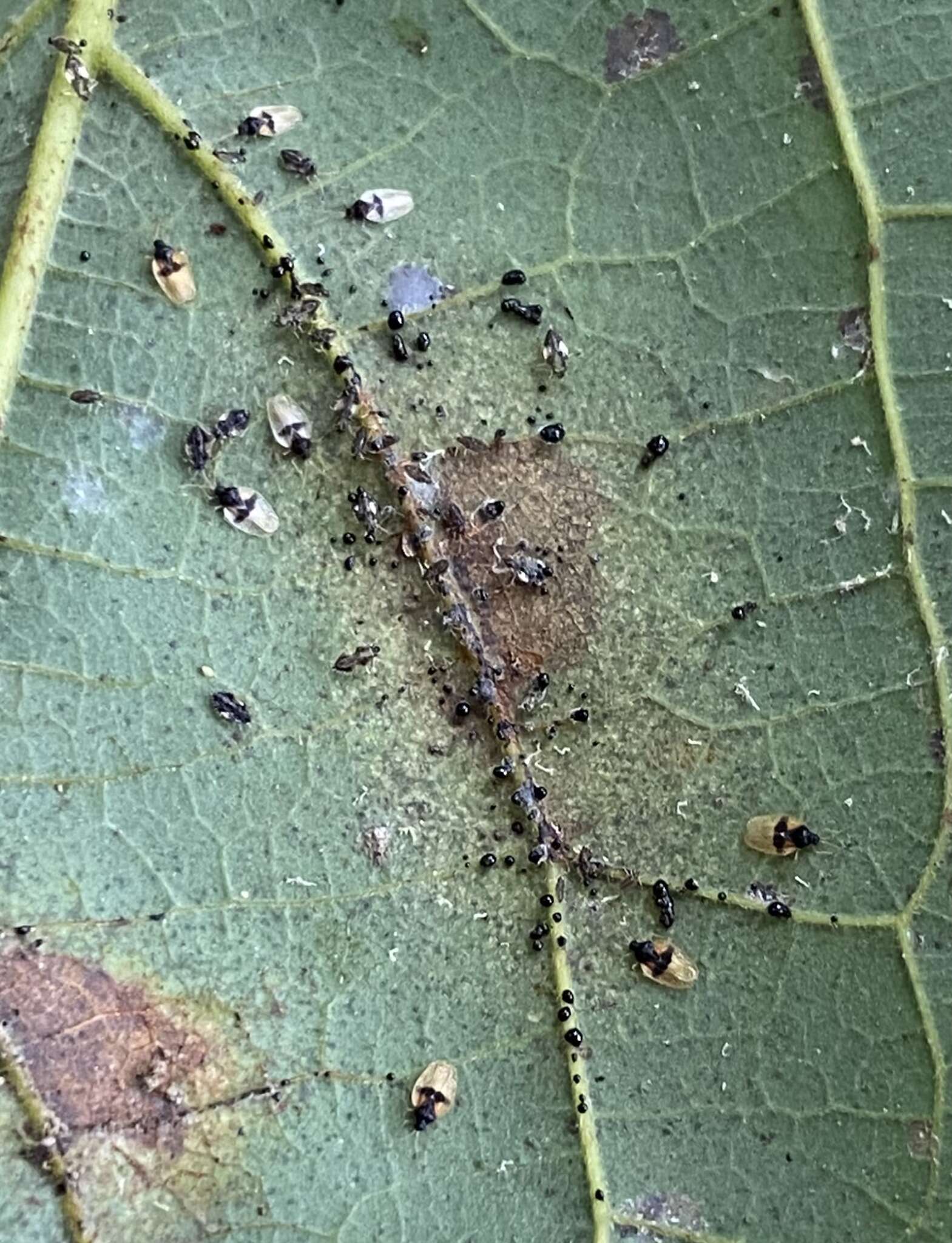 Image of Avocado lace bug