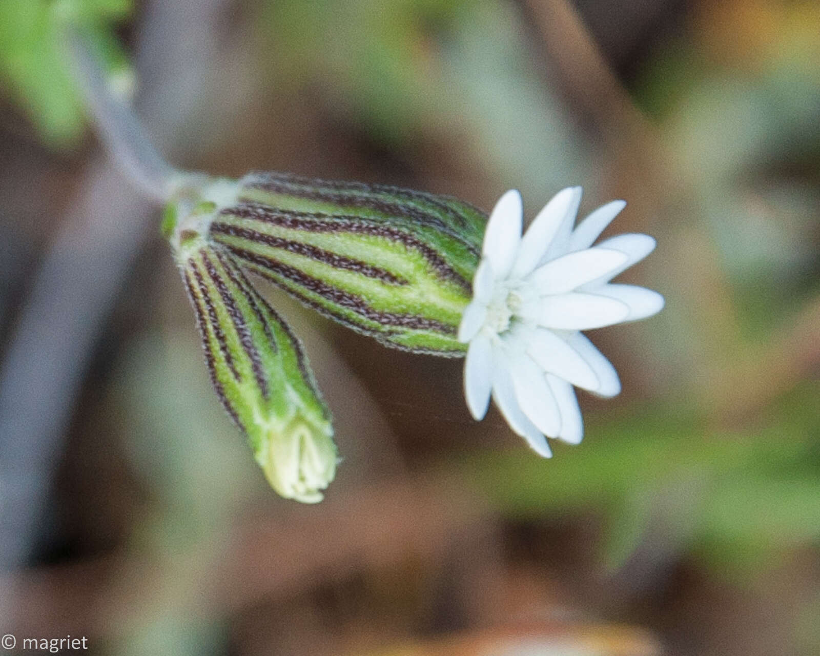 Слика од <i>Silene aethiopica</i>