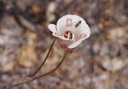 Image of butterfly mariposa lily