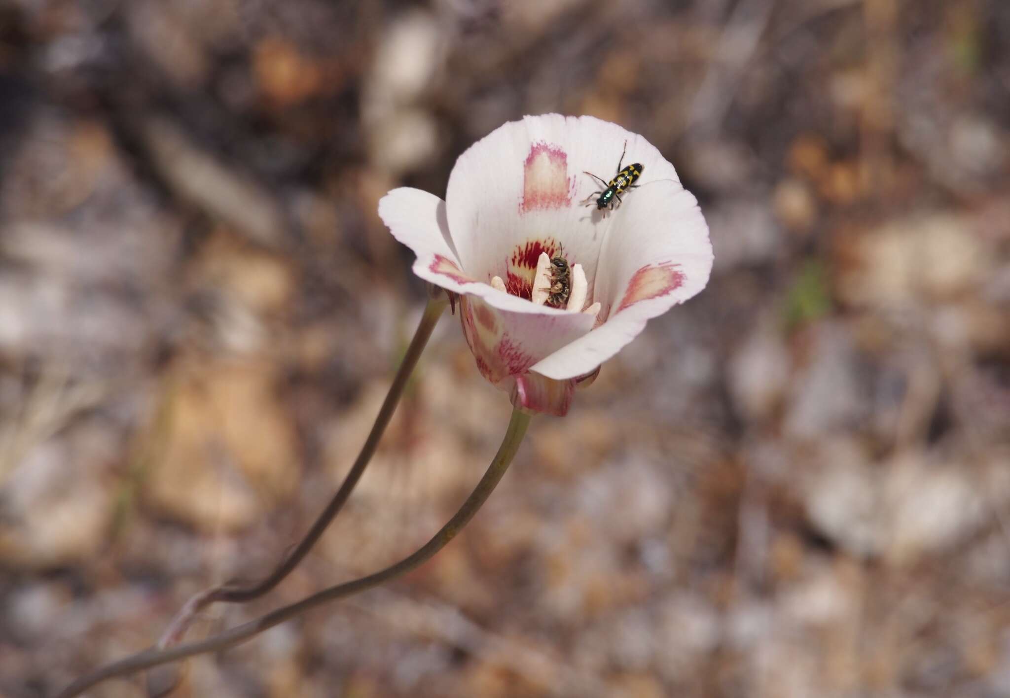 Image of butterfly mariposa lily