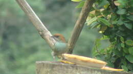 Image of Black-backed Tanager