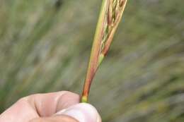 Image of Neesenbeckia punctoria (Vahl) Levyns