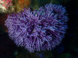 Image of California hydrocoral