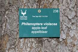 Plancia ëd Philenoptera violacea (Klotzsch) Schrire