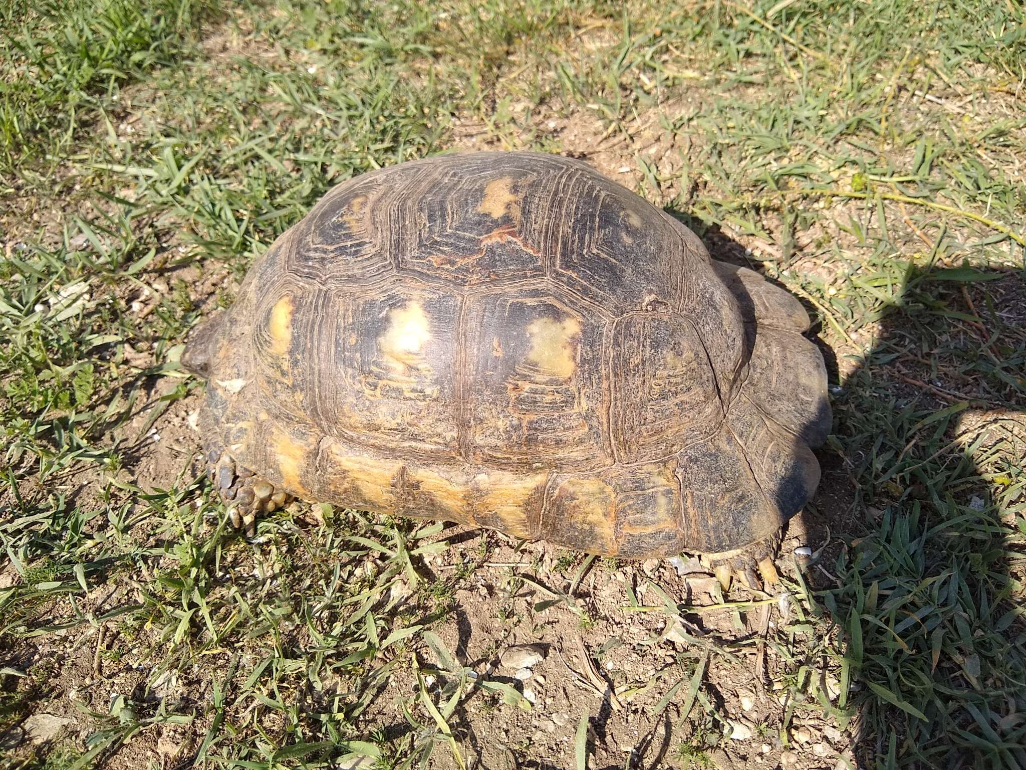 Image of Marginated Tortoise