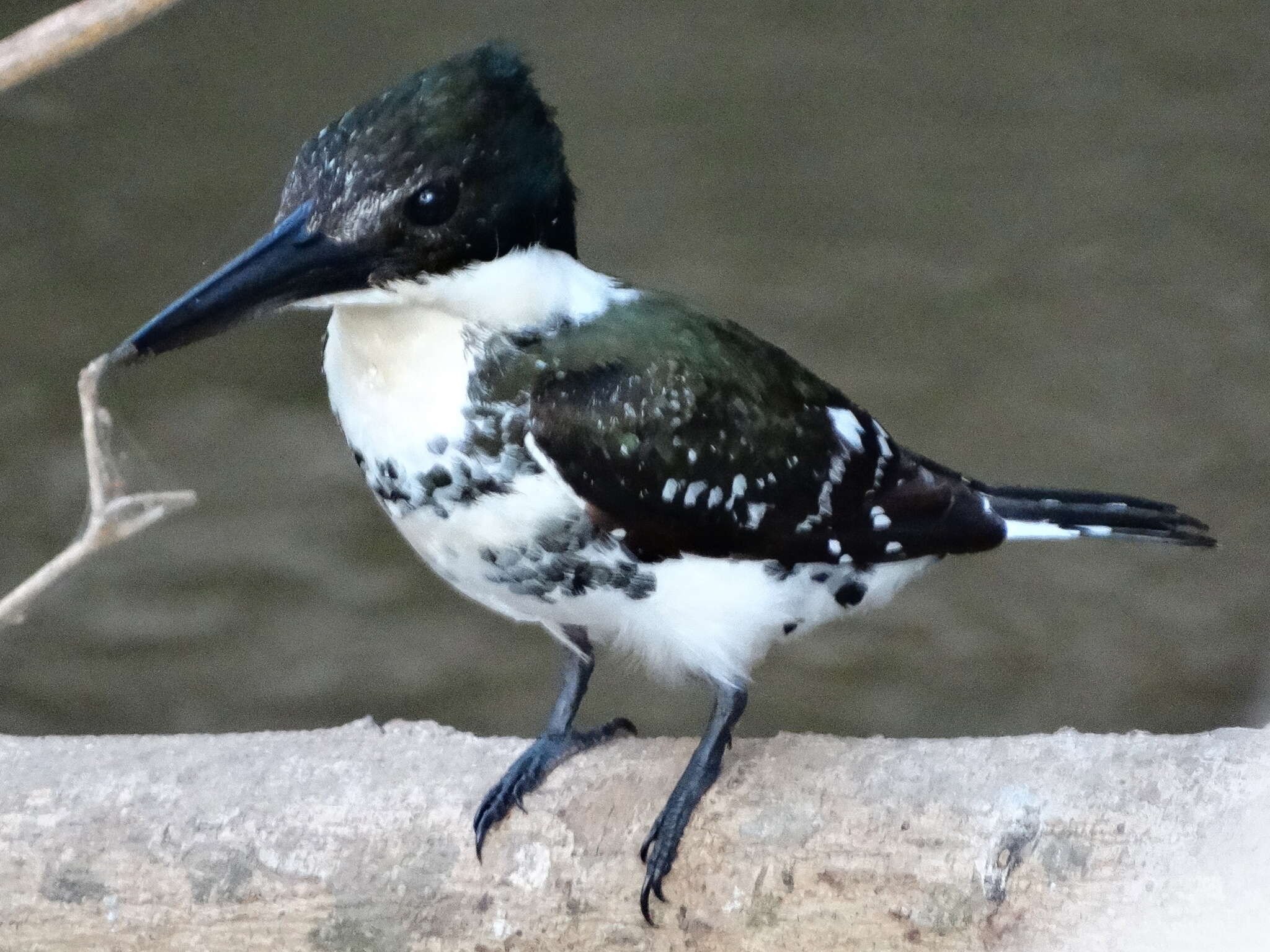 Image of Green Kingfisher