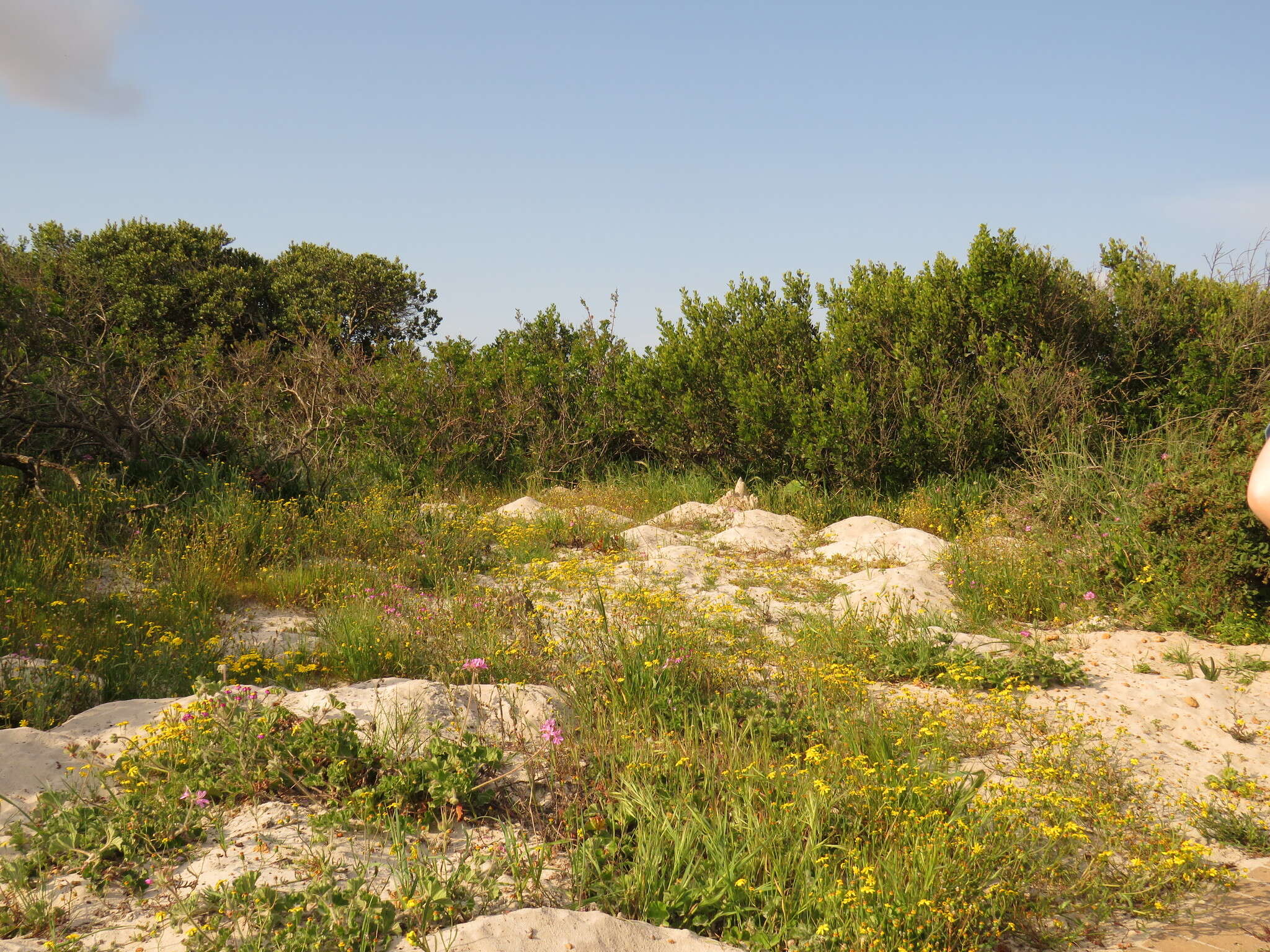 Image of Steirodiscus tagetes (L.) Schltr.