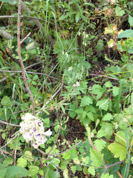 Image of California larkspur