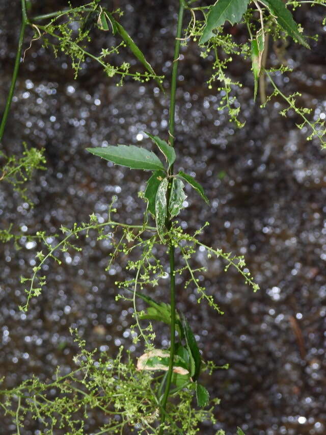 Plancia ëd Gynostemma pentaphyllum (Thunb.) Makino