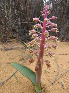 Imagem de Lachenalia arenicola G. D. Duncan & Helme