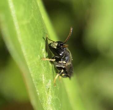 Image of Punctate masked bee