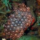 Image of anemone coral