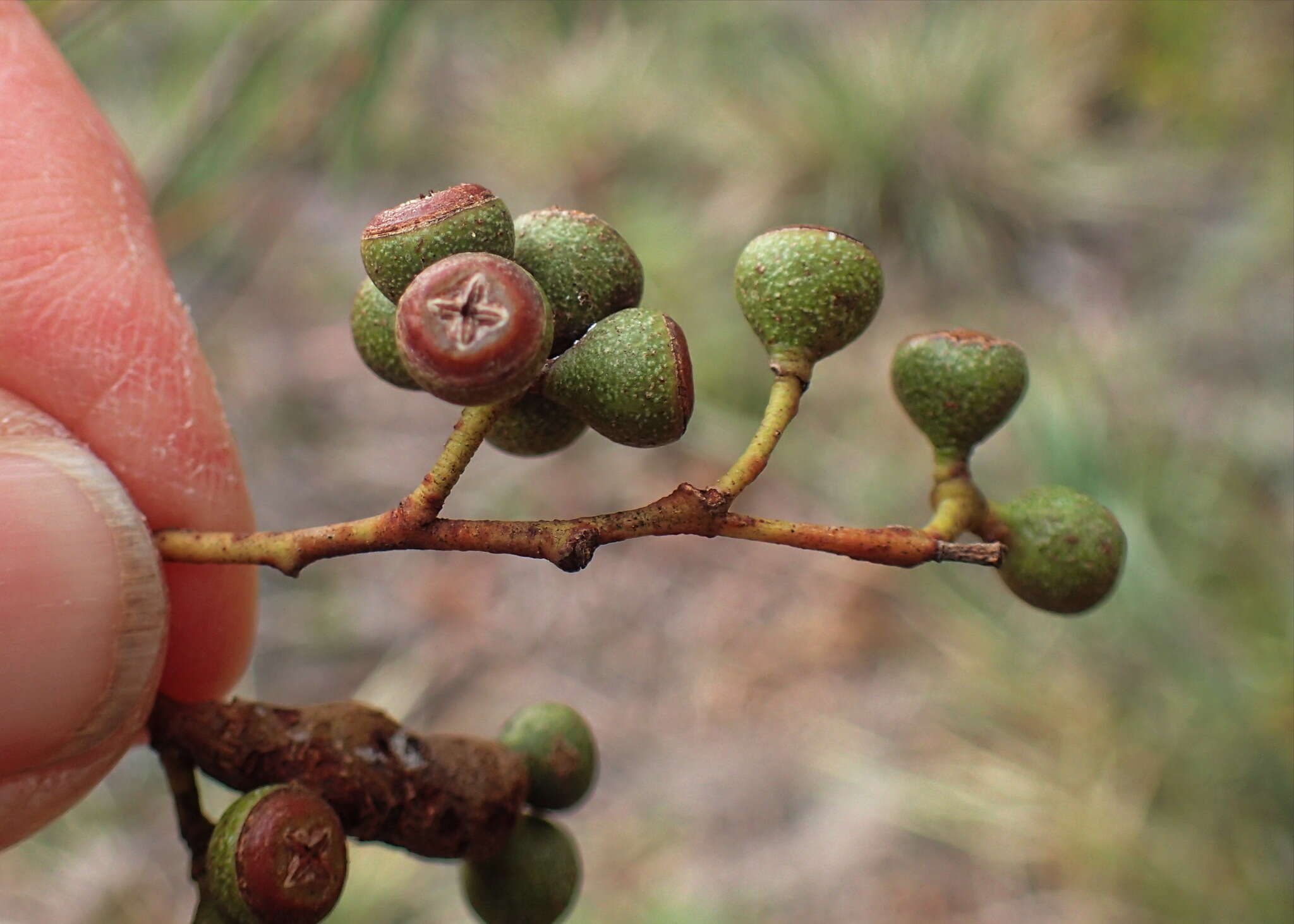 Слика од Eucalyptus amygdalina Labill.