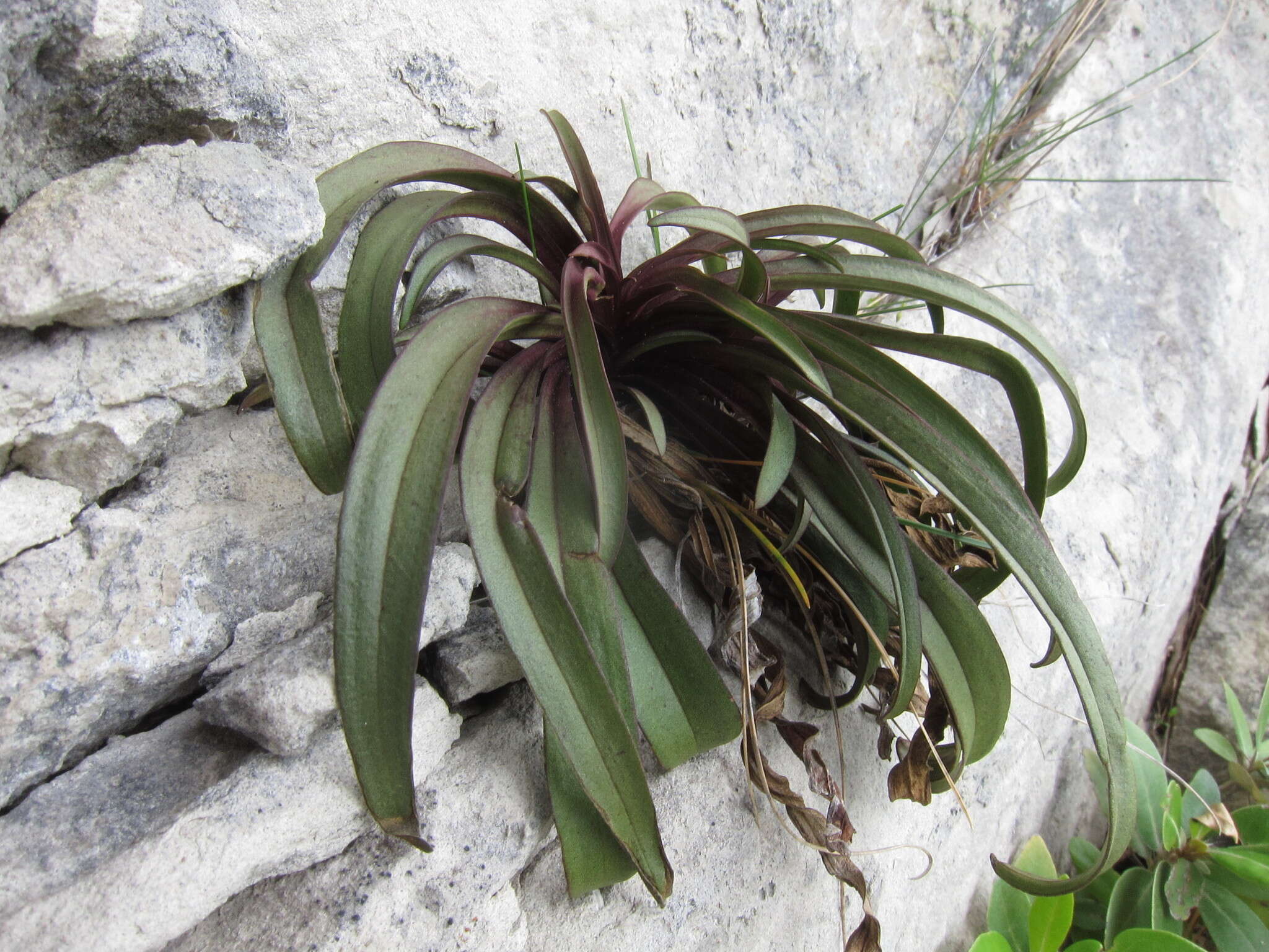 Image of Gentianella serotina (Cockayne) T. N. Ho & S. W. Liu