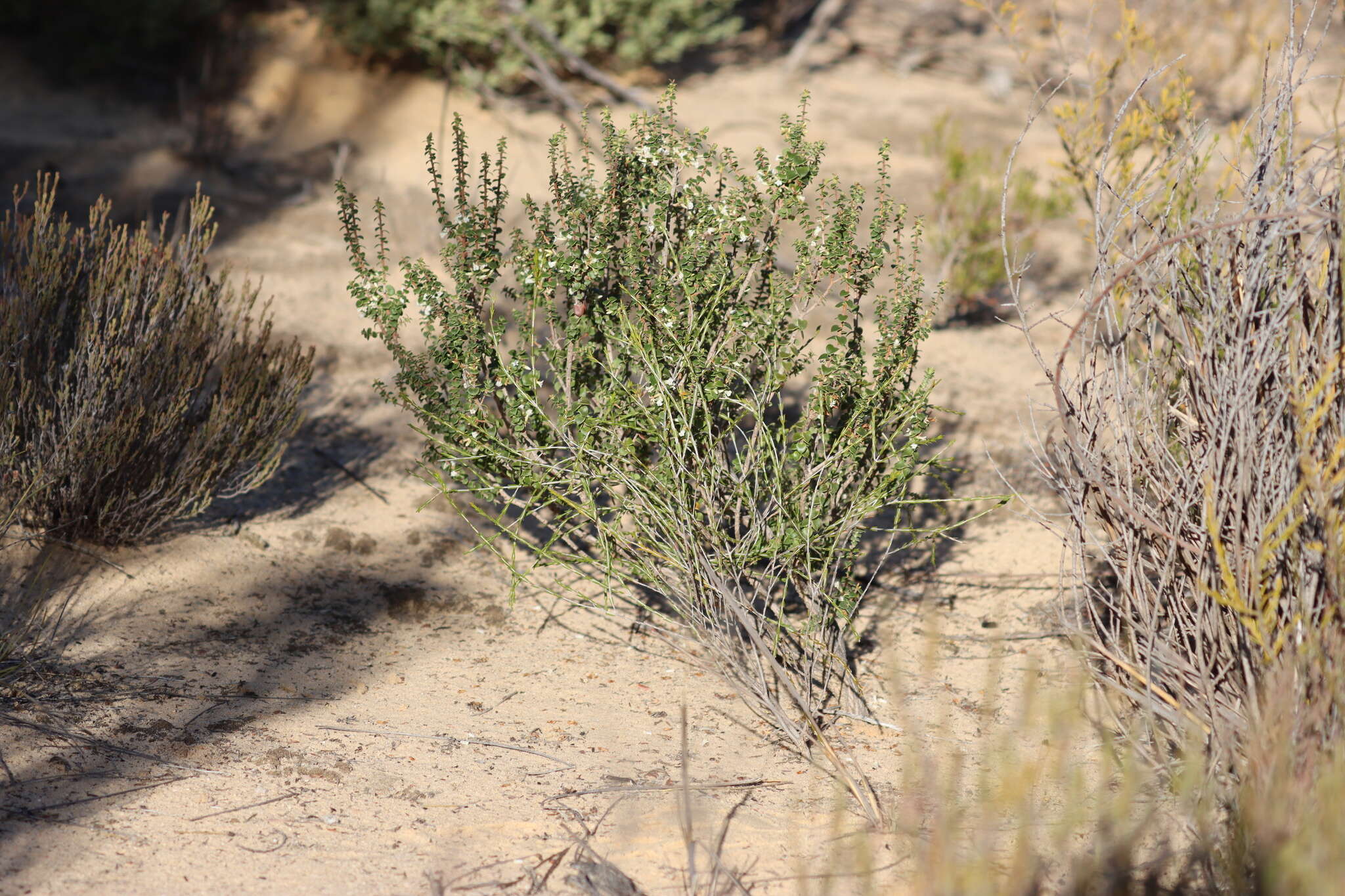 Image of Leucopogon cordifolius Lindl.