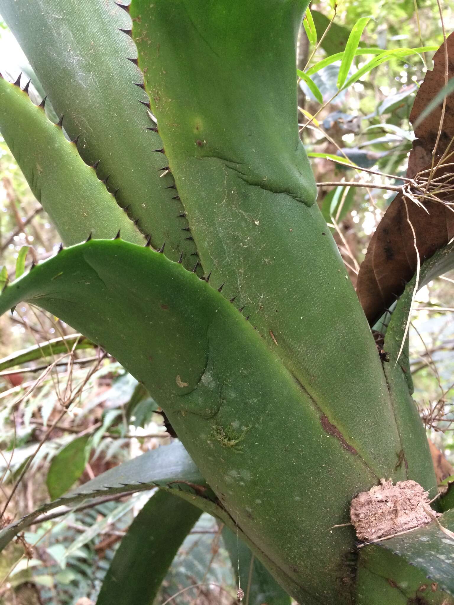 Image of Billbergia alfonsi-joannis Reitz