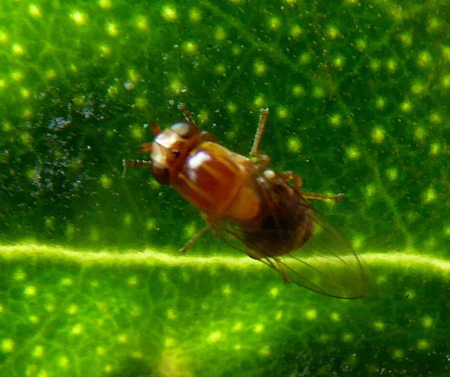 Image of Thaumatomyia rubida (Coquillett 1898)