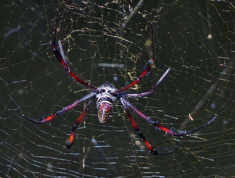 صورة Trichonephila inaurata madagascariensis (Vinson 1863)