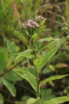 Saussurea acuminata Turcz. ex Fisch. & C. A. Mey.的圖片