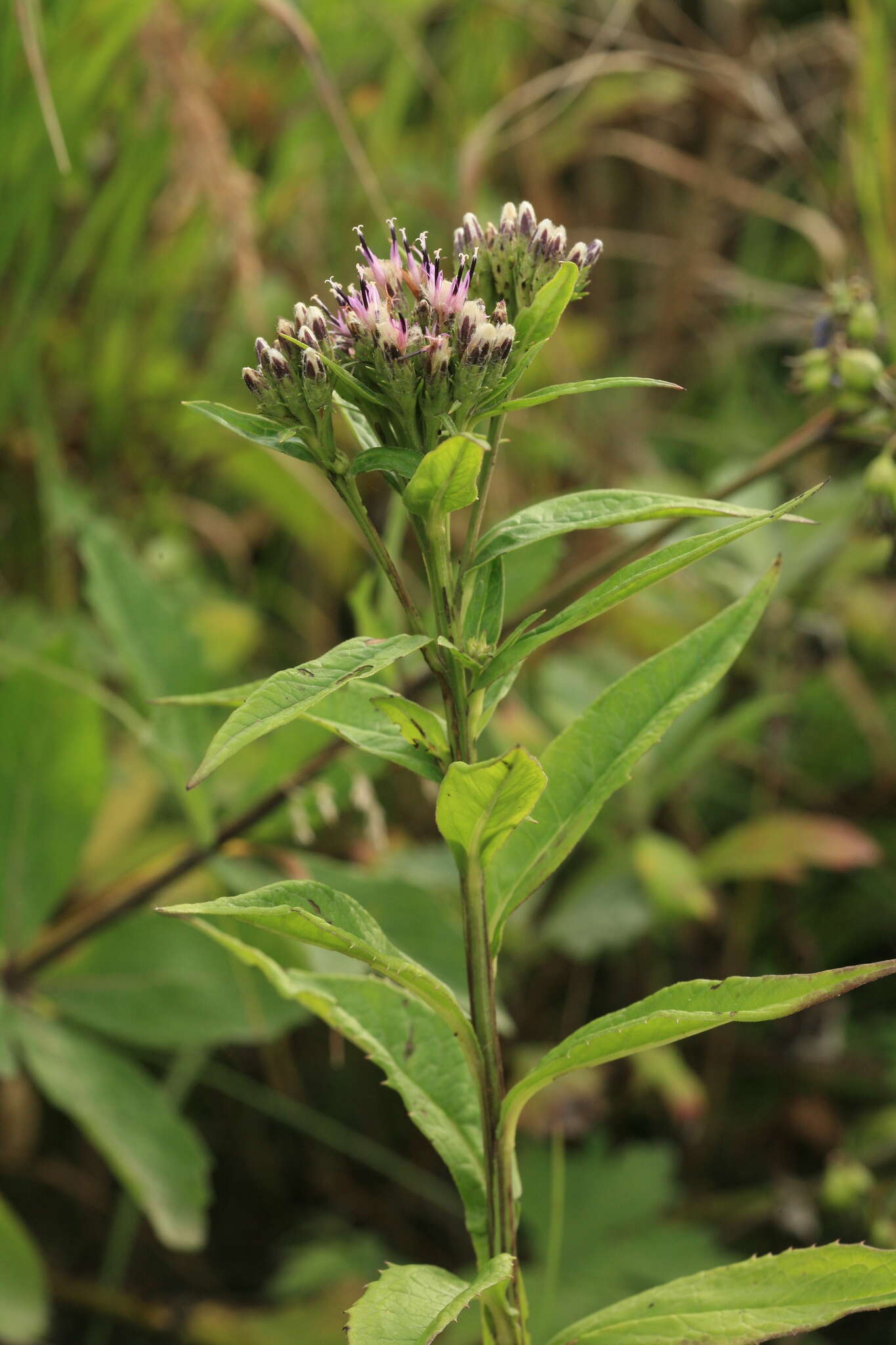 Saussurea acuminata subsp. sachalinensis (F. Schmidt) Kitam.的圖片