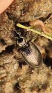 Image of Agonum (Olisares) striatopunctatum Dejean 1828