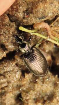 Imagem de Agonum (Olisares) striatopunctatum Dejean 1828