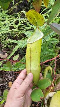 Image of Pitcher Plant