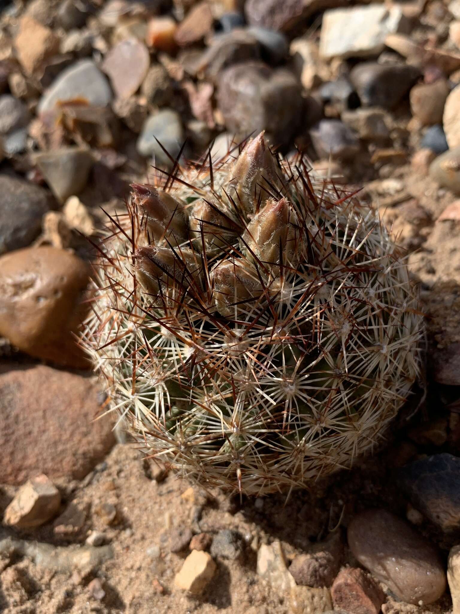 Image of Pincushion Cactus