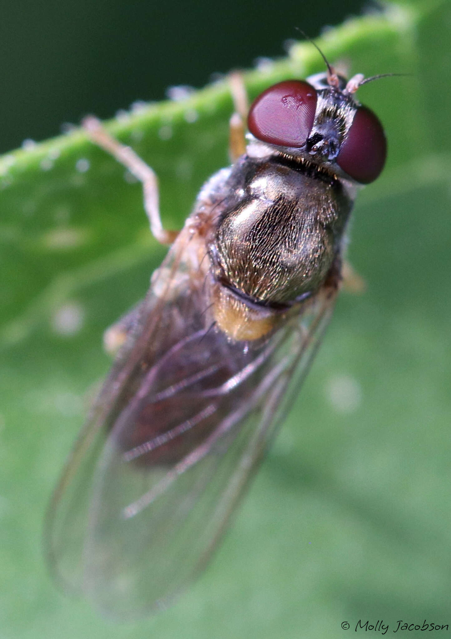 Image of Cheilosia pallipes (Loew 1863)