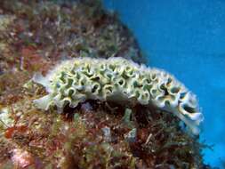 Image of lettuce sea slug