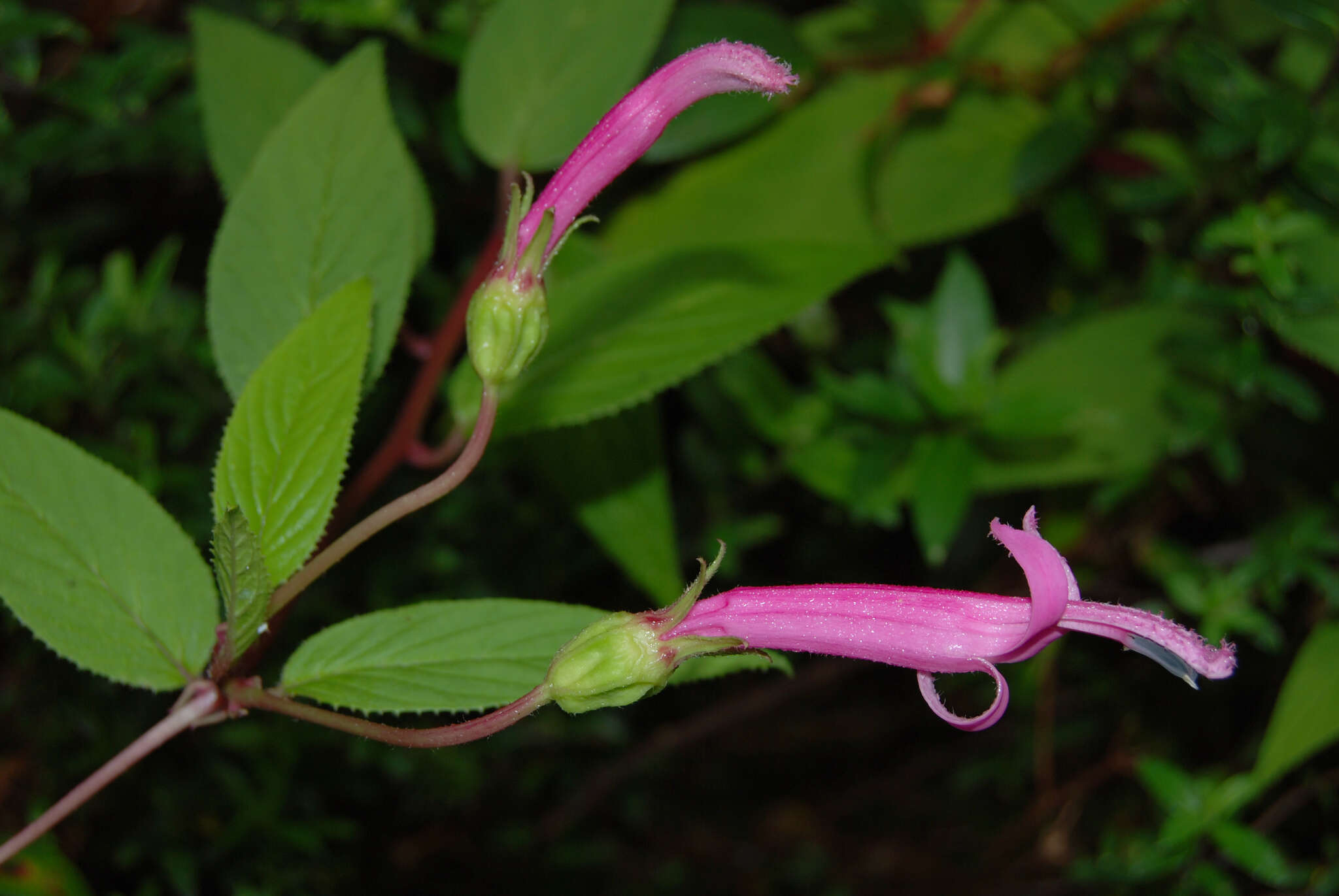 Image of Centropogon gutierrezii (Planch. & Oerst.) E. Wimm.