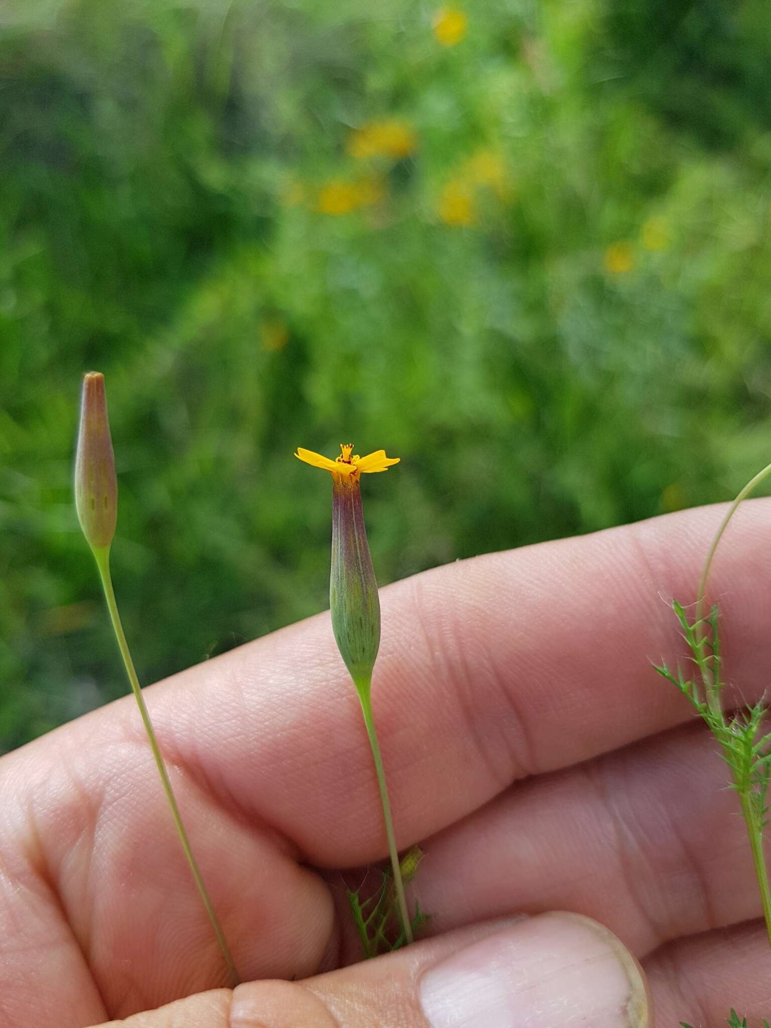 Image of Tagetes subulata Cerv.