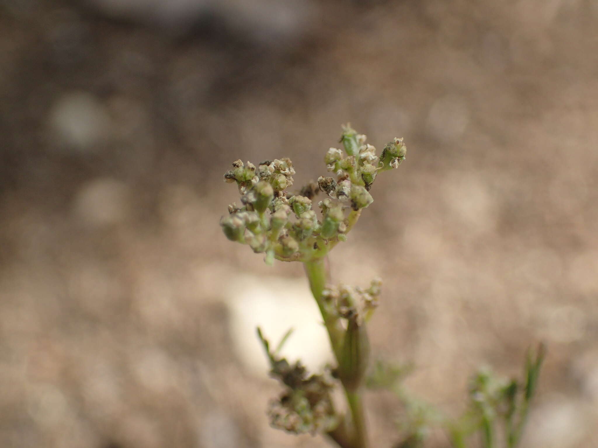 Image of Seseli montanum L.