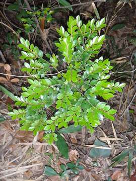 Слика од Diospyros vaccinioides Lindl.