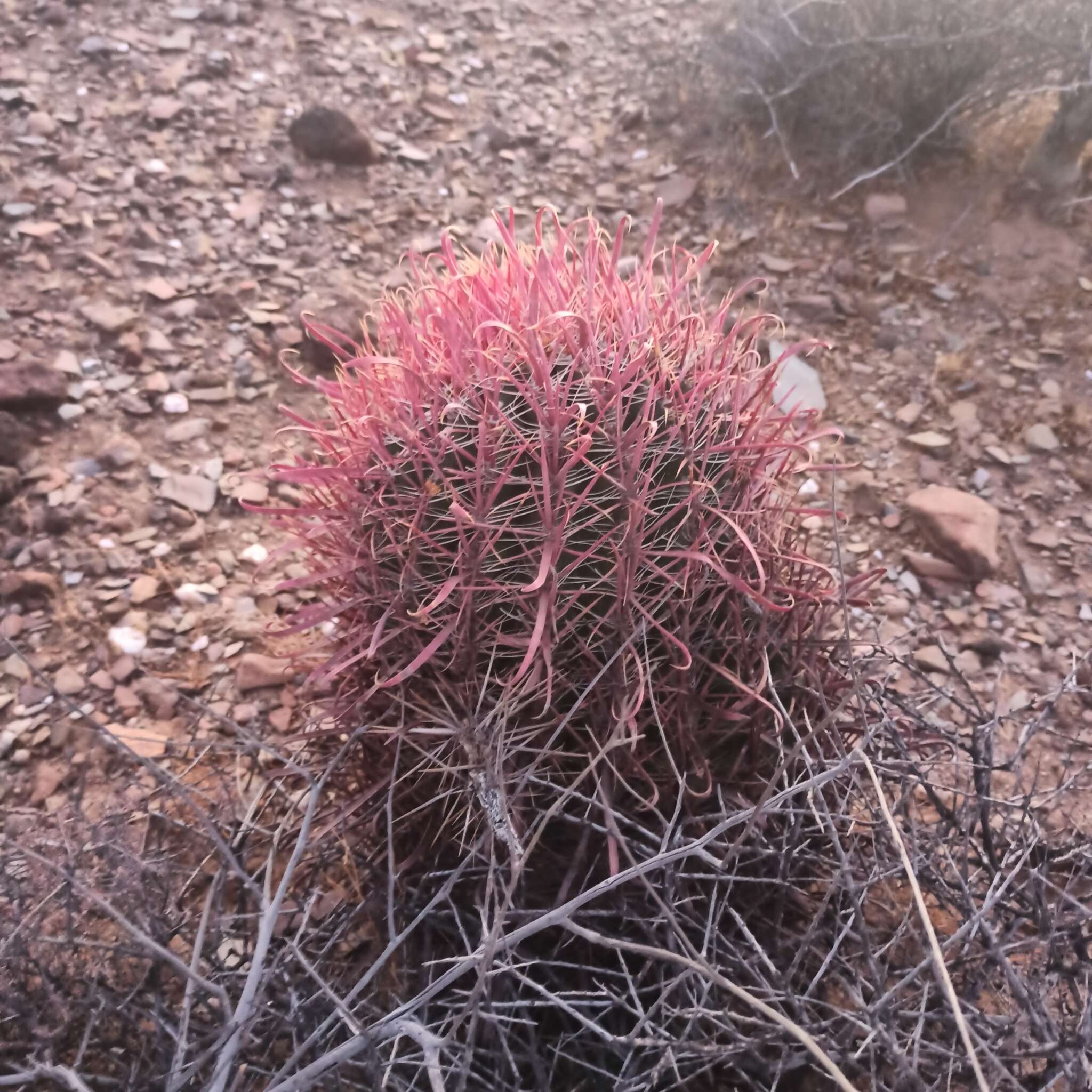 Image of Ferocactus gracilis subsp. coloratus (H. E. Gates) N. P. Taylor