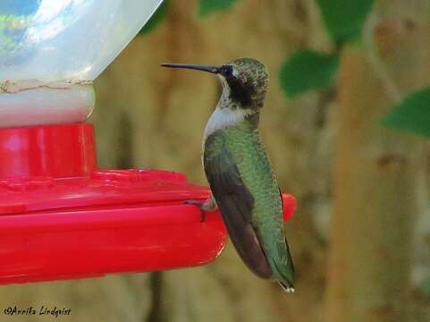 Image of Black-chinned Hummingbird