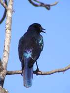 Image of Burchell's Glossy-Starling