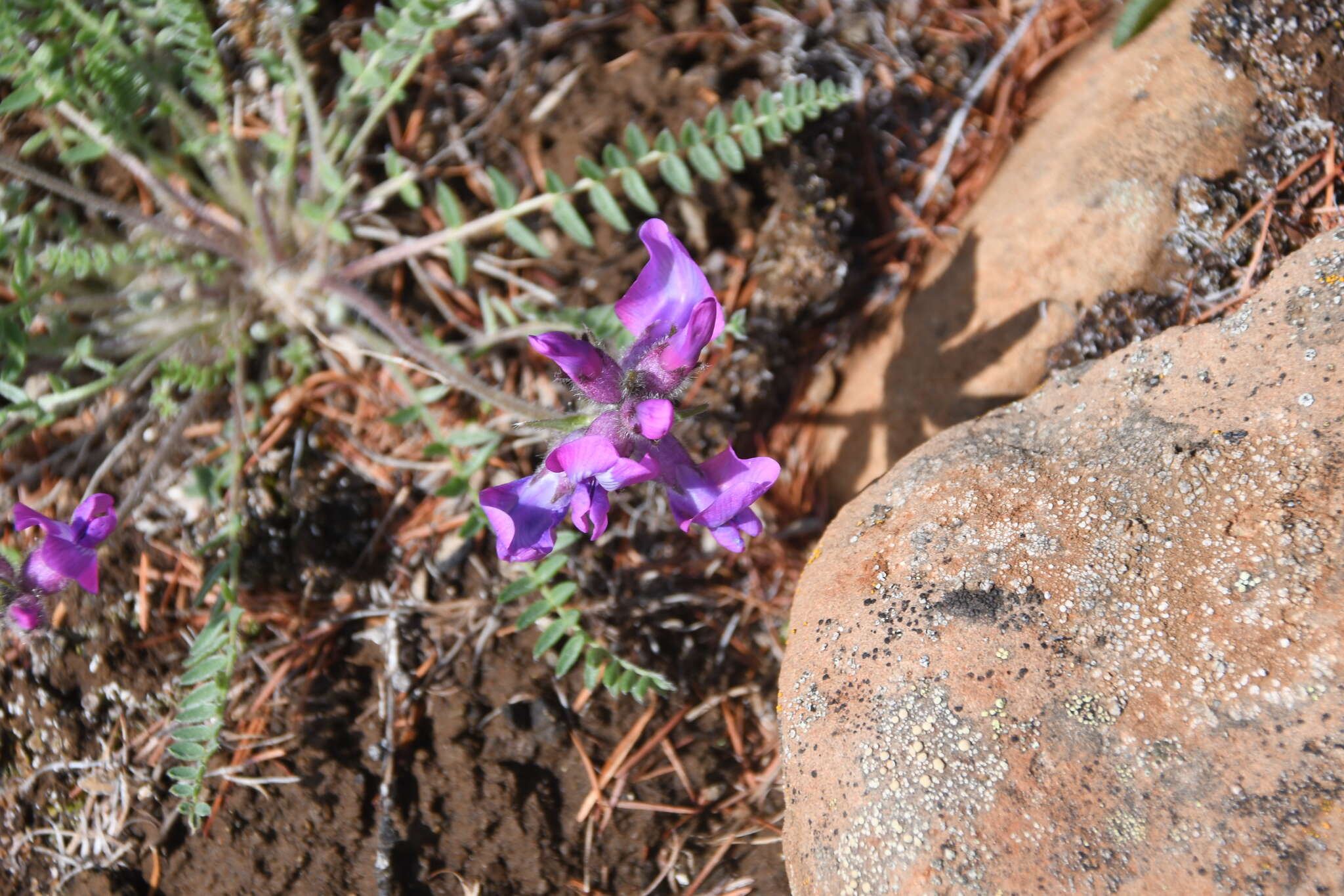 Image of arctic locoweed