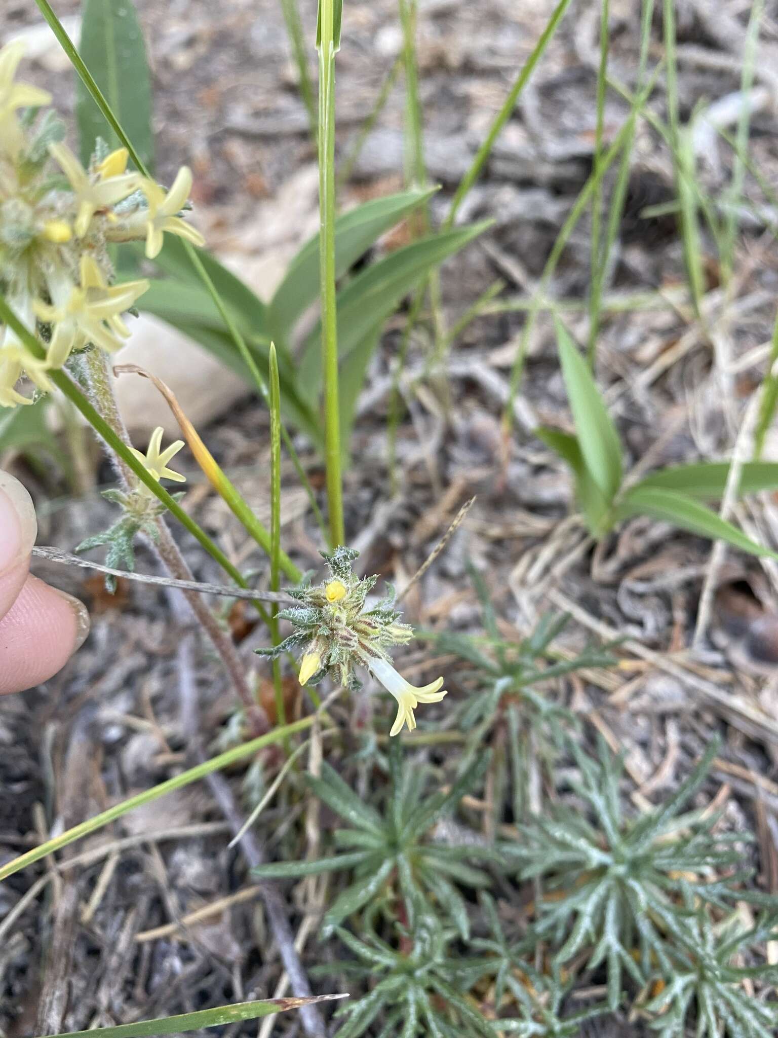 Sivun Ipomopsis spicata subsp. tridactyla (Rydb.) D. Wilken & R. L. Hartman kuva