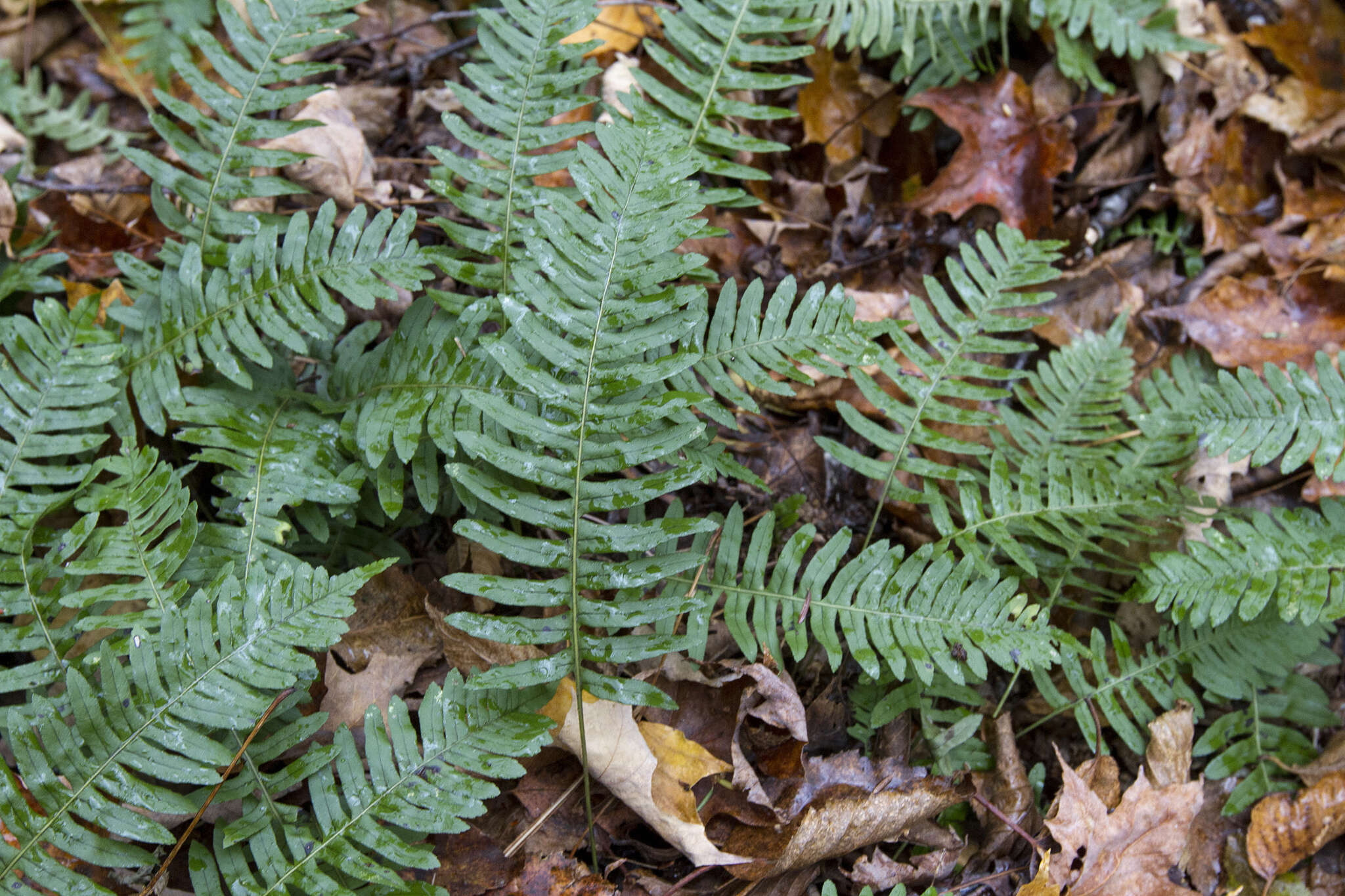 Слика од Polypodium incognitum Cusick