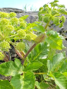 Image of Angelica archangelica subsp. litoralis (Fries) Thell.