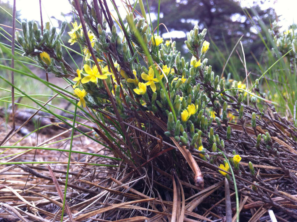 Image of woolly beachheather